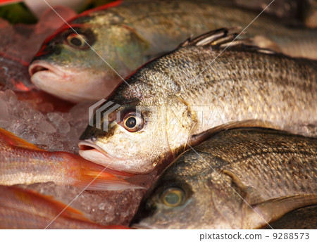 fish for sale 9288573