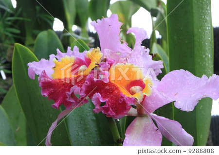 Tokyo Metropolitan Yume no Island Tropical Botanical Gallery 9288808