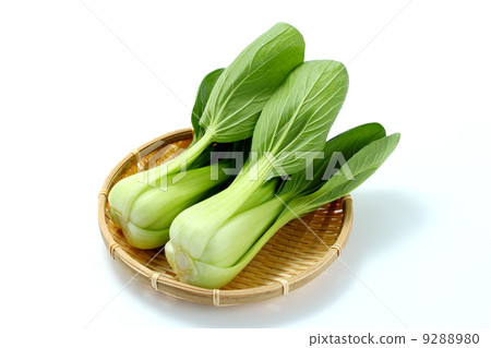 藍栗子 藍栗子 9288980