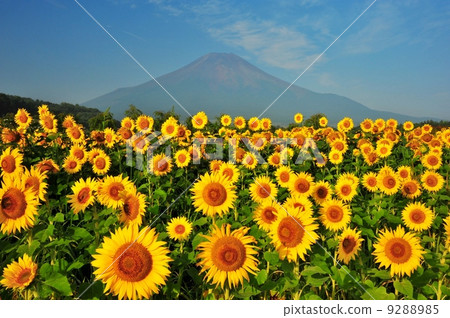 向日葵和富士山 9288985