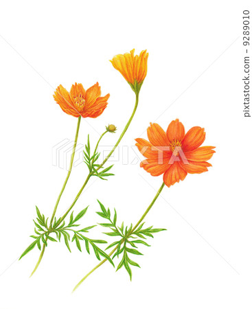黃波斯菊 黃波斯菊 9289010