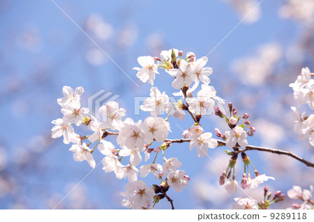 Cherry Blossoms	 9289118