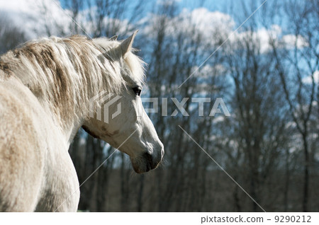 White horse 9290212