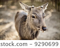 Nara's deer (shika) are surprisingly tame, although they can be rather aggressive when provoked 9290699