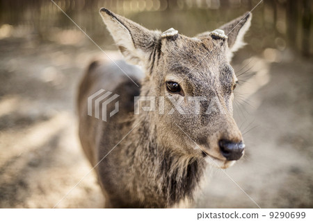 Nara's deer (shika) are surprisingly tame, although they can be rather aggressive when provoked Nara's deer (shika) are surprisingly tame, although they can be rather aggressive when provoked 9290699