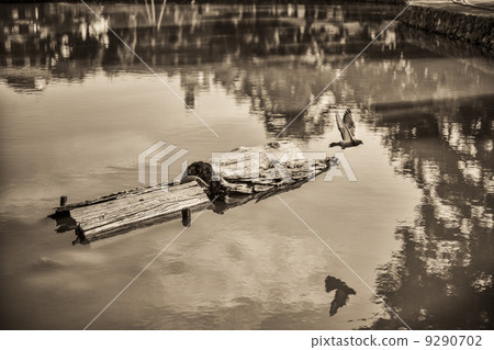 A pigeon flying away A pigeon flying away 9290702