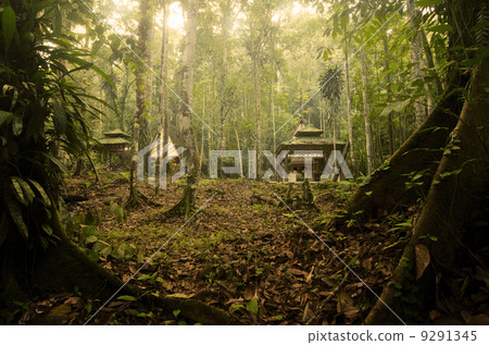 rainforest rainforest 9291345