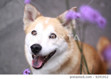 狗盯著微笑 9291912