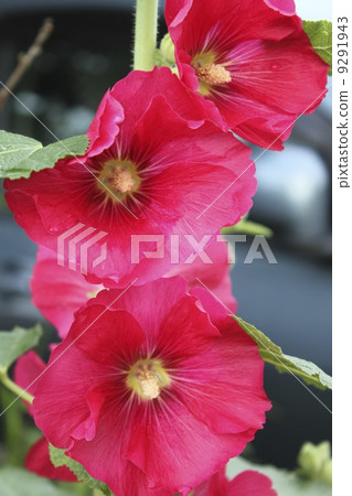 Tachibana Tachibana 9291943