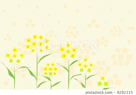 Rape blossoms 9292115
