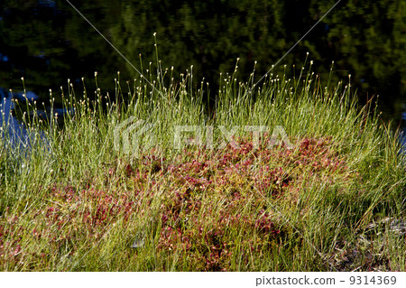 威爾士洋蔥 9314369