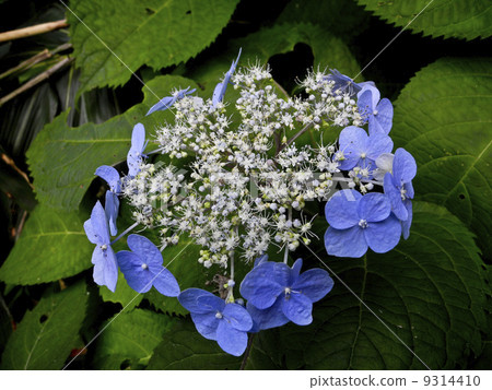 Ezo hydrangea 9314410