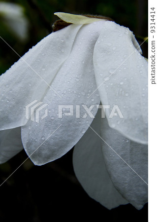 Tamushiba waterdrop 9314414