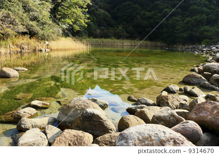 Shiratamamo native [Dewajima, Oike, Tokushima] 9314670