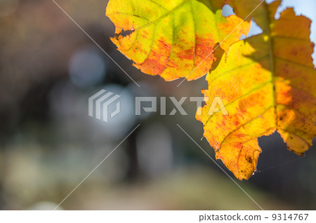 Fall autumn leaves 9314767