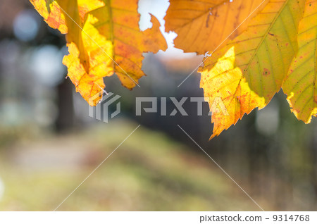 Fall autumn leaves Fall autumn leaves 9314768