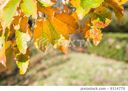Fall autumn leaves Fall autumn leaves 9314770