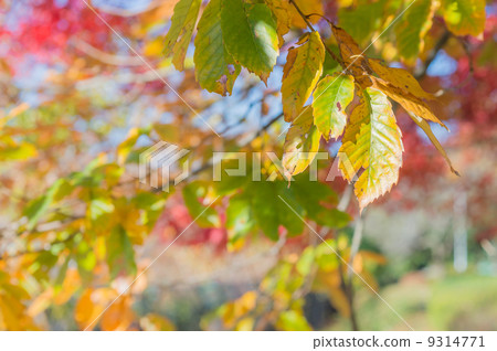 Fall autumn leaves Fall autumn leaves 9314771