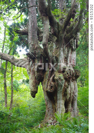 Breast Sugi Oki Breast Sugi Oki 9315102