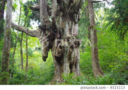 Breast Sugi Oki Breast Sugi Oki 9315113