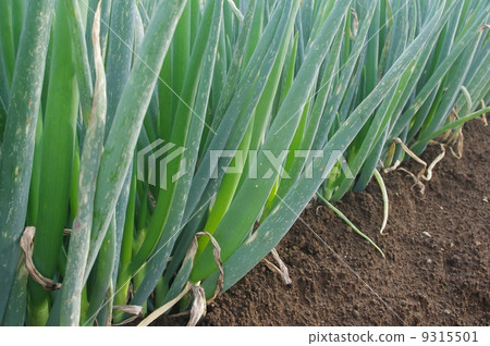 Harvest period onion 9315501