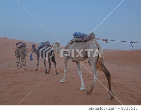 Desert camel 9315515