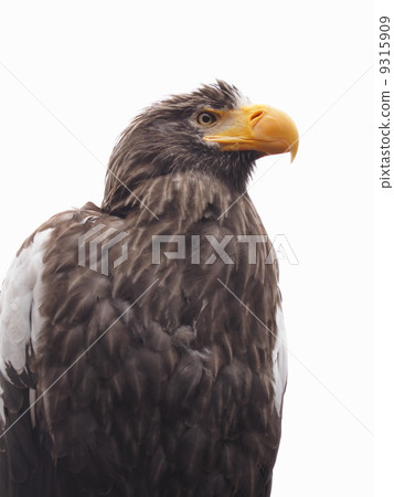 Profile of St. Sea eagle 9315909