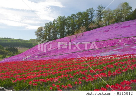 Shiba cherry tree 1 9315912