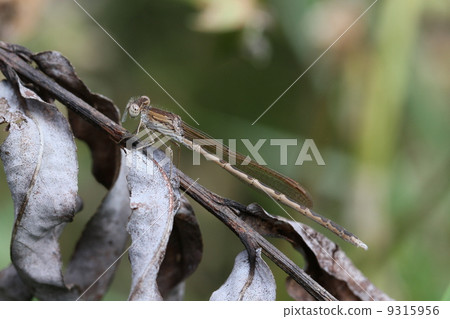 Otsunemumbo女 9315956