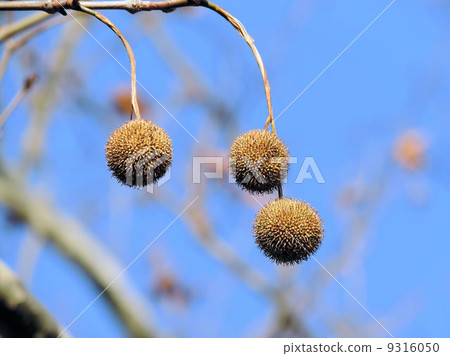 鈴木桃/昭和紀念公園的果實 9316050