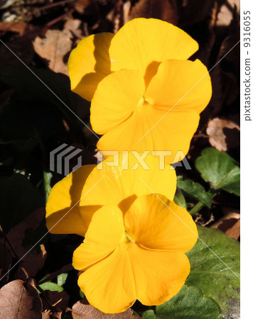 Viola Violet / Showa Memorial Park 9316055