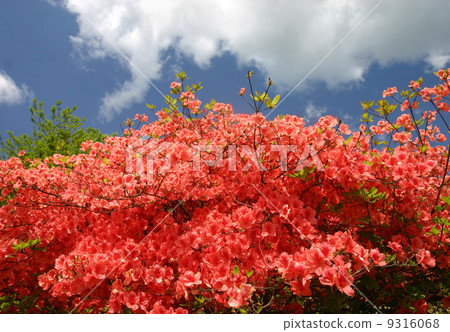 Azalea with full bloom and blue sky Azalea with full bloom and blue sky 9316068