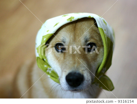 A dog staring at a cheek A dog staring at a cheek 9316154