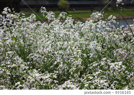 鈴四郎群 9316185