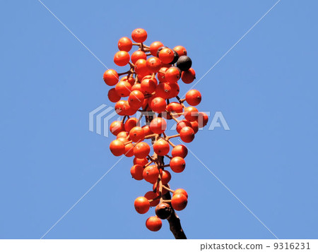 Yogiri no Ome / Showa Memorial Park Yogiri no Ome / Showa Memorial Park 9316231