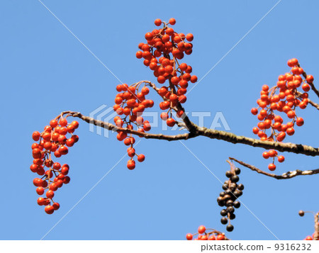 Yogiri no Ome / Showa Memorial Park 9316232