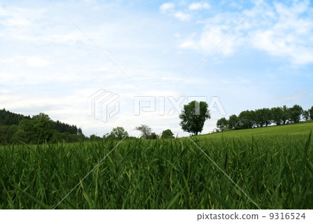 Quiet Spring landscape 9316524