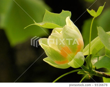 Flower of a turpentine / Dori Uchibori · Miyakozaka 9316678