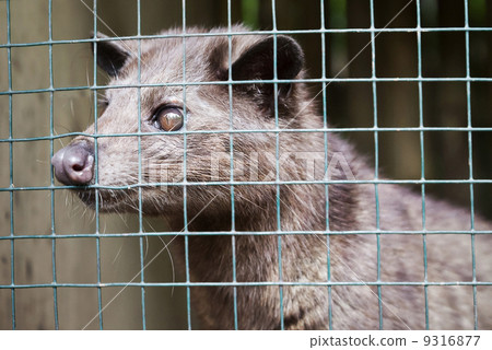 Asian Palm Civet Asian Palm Civet 9316877