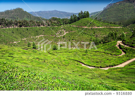 Tea plantation in Munnar Tea plantation in Munnar 9316880