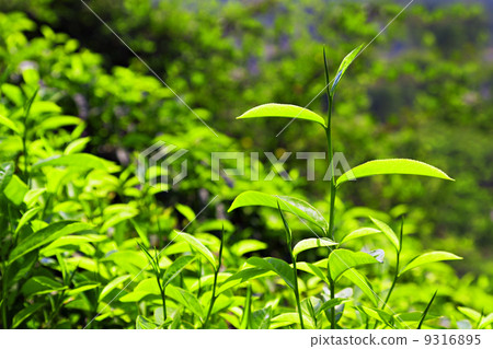 Tea leaves Tea leaves 9316895
