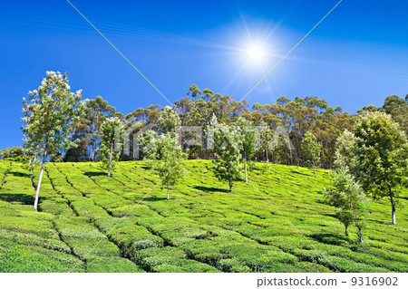 Tea plantation Tea plantation 9316902