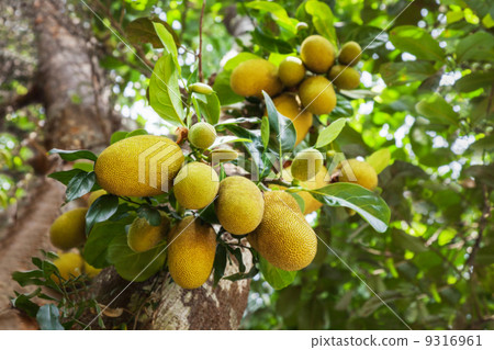 Jack fruit tree 9316961