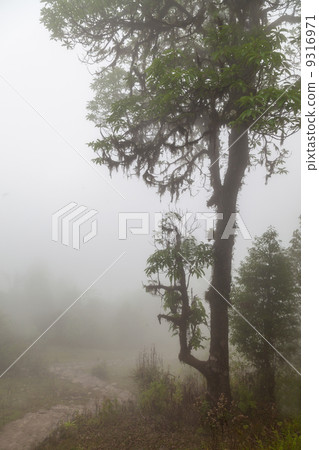 Deep fog 9316971