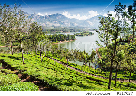 Tea plantation in Munnar 9317027