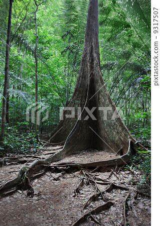 Buttress root tree Buttress root tree 9317507