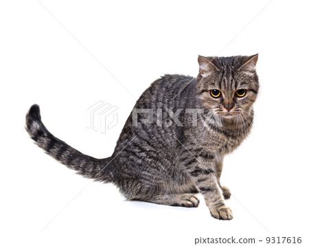 European cat on a white background European cat on a white background 9317616