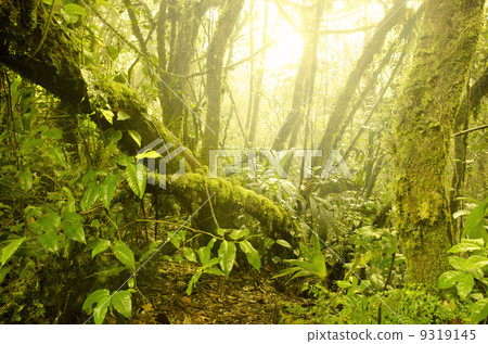 mossy forest, cameron highlands in malaysia. mossy forest, cameron highlands in malaysia. 9319145