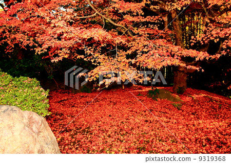 Autumn leaves in Kyoto Autumn leaves in Kyoto 9319368
