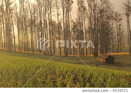 foggy farmland in java 9319371